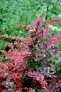 Barberry Berberis thunbergii Ã¢â¬ËRose GlowÃ¢â¬â¢